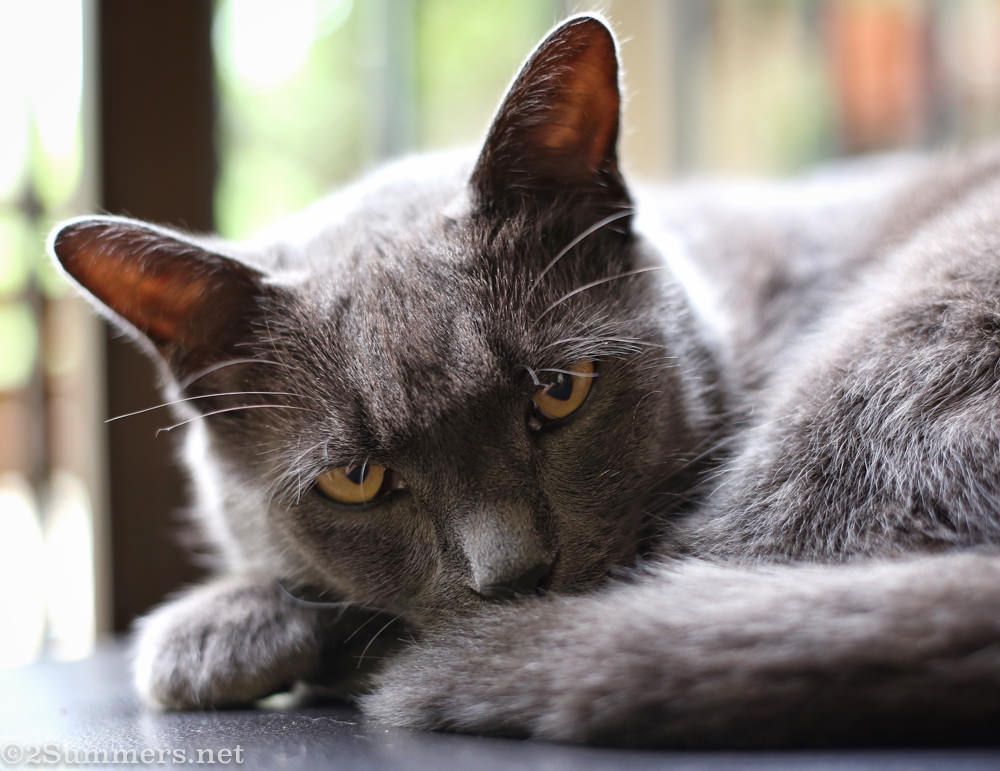 Smokey the Melville Cat closeup