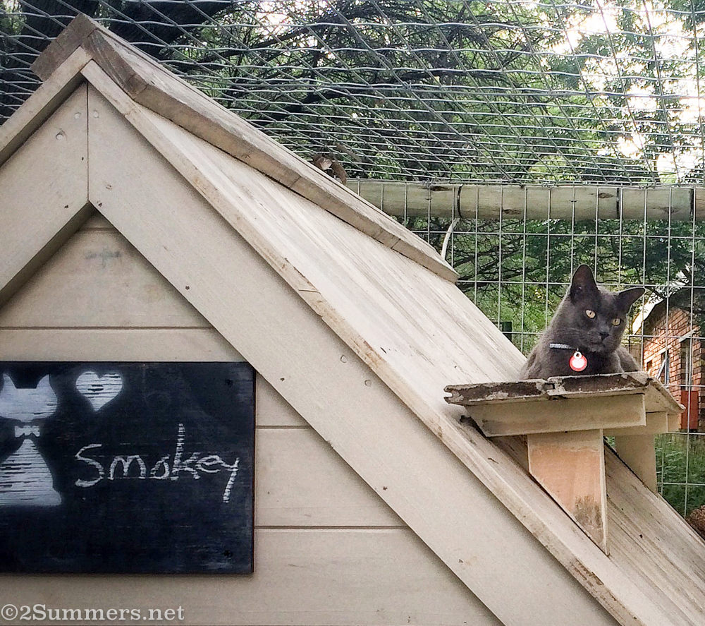 Smokey the Melville Cat at Cattery on the Hill