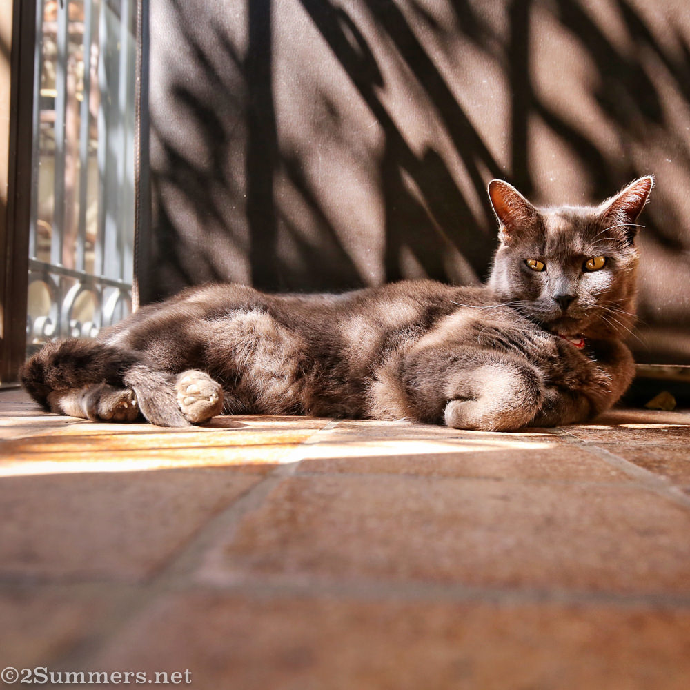 Smokey the Melville Cat relaxing