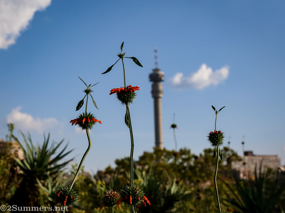 Wild dagga and the Hillbrow Tower, as seen from the Wilds