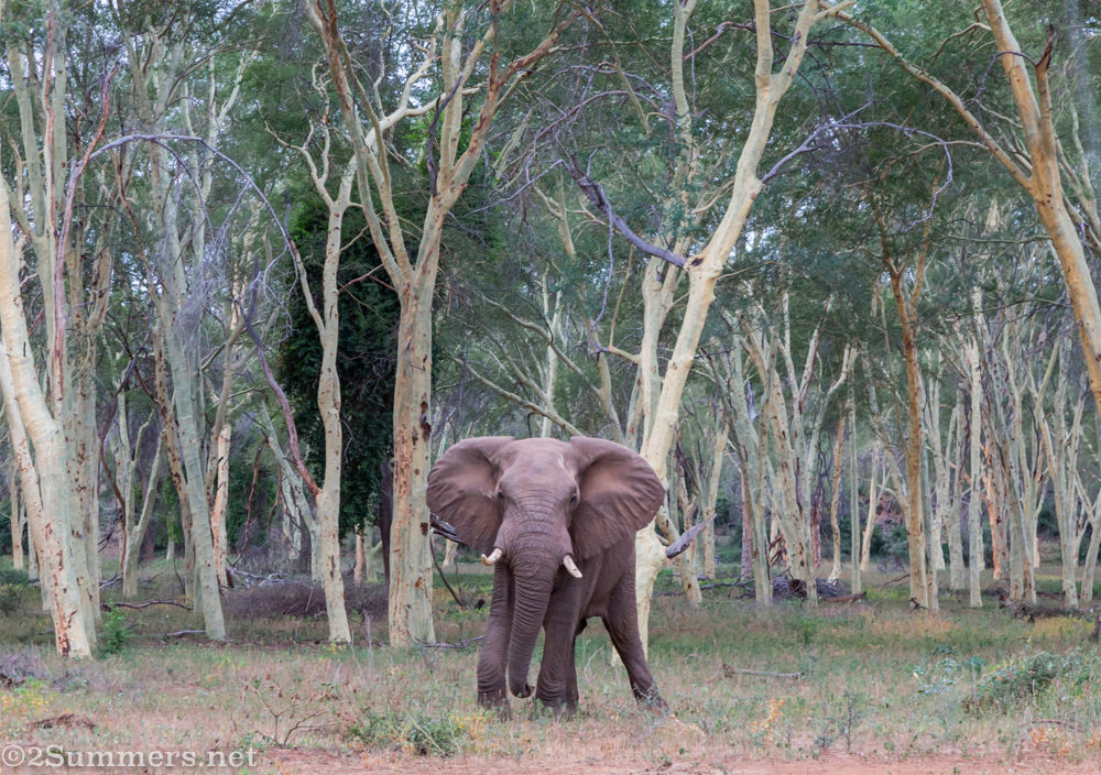 Elephant in fever tree forest