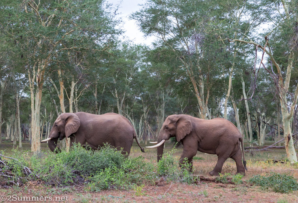 Elephants in fever tree forest