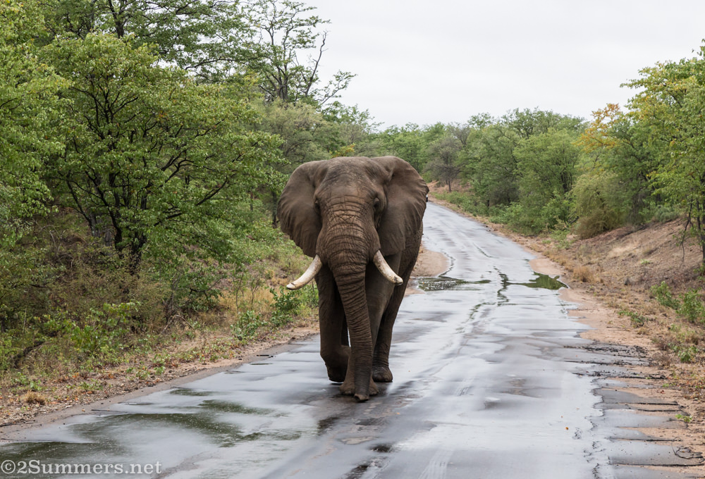 Elephant on the road.