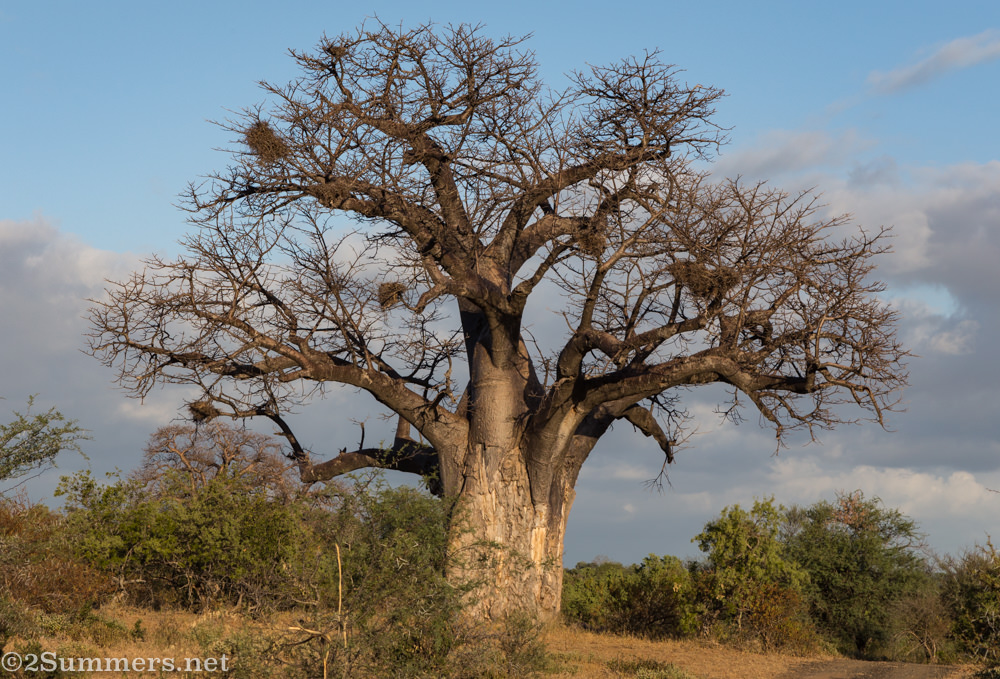 Baobab with weaver nests