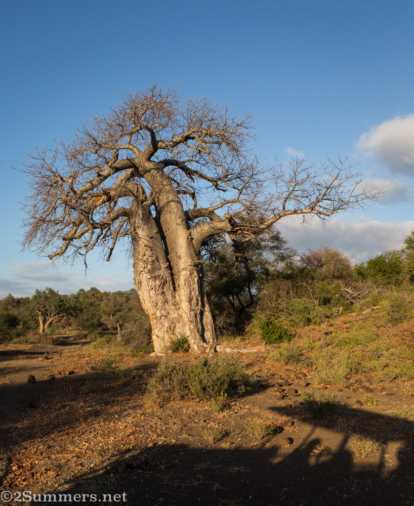 Baobab and truck shadow