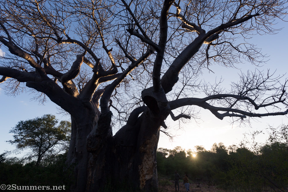 The big baobab tree.