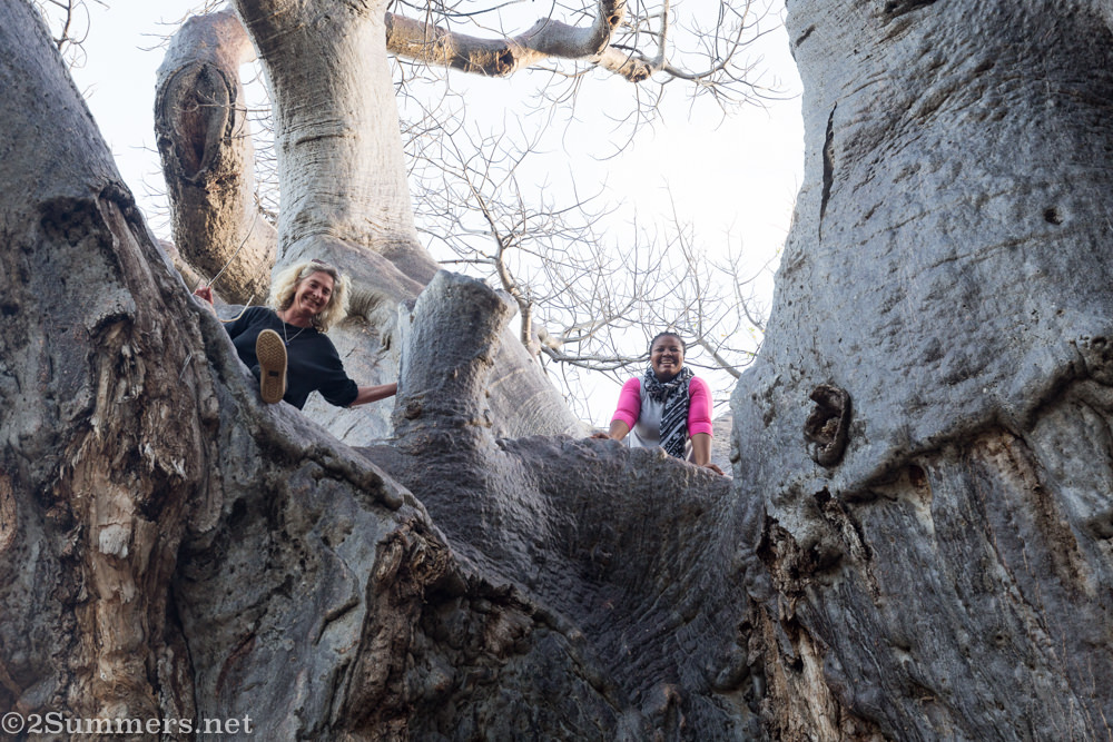 Bridge and Mini in the big baobab tree.
