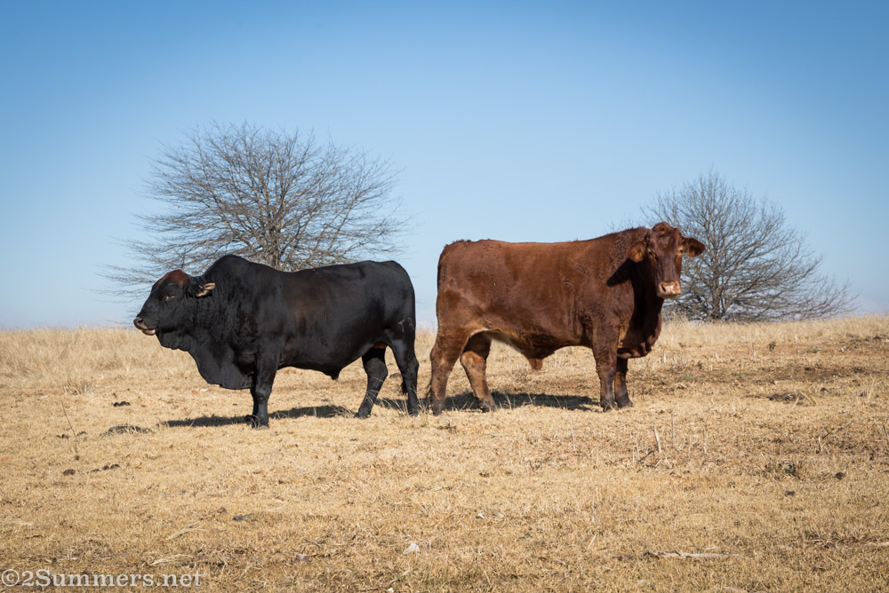 Cows in the Midlands