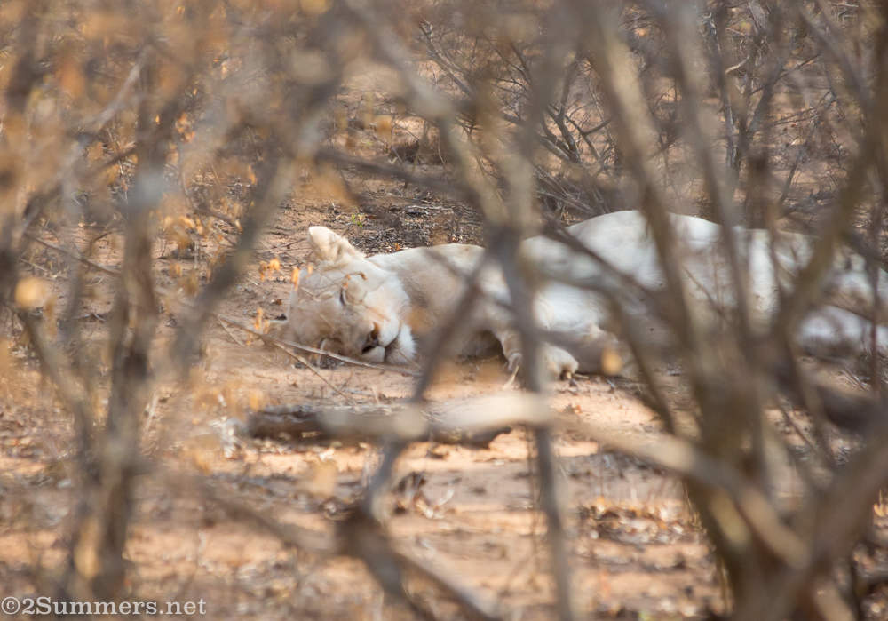 White lioness in the bushes