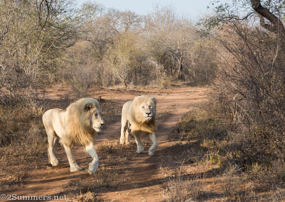 White lions running1