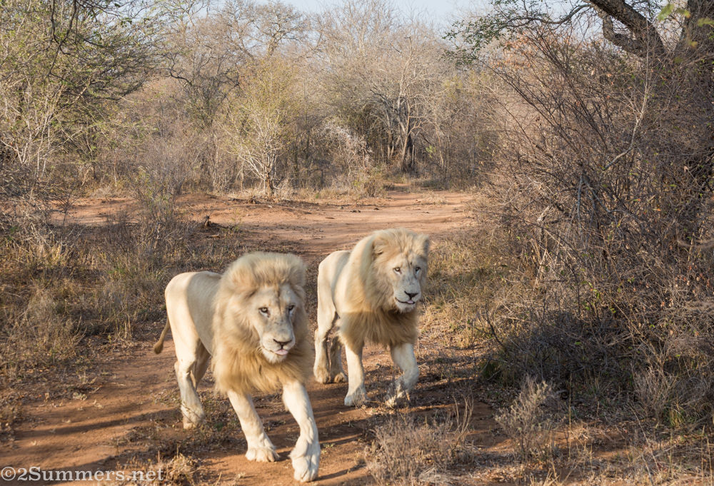 White lions running 2