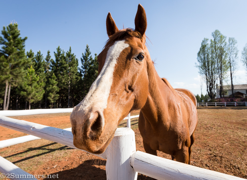 Horse at Glenogle Farm