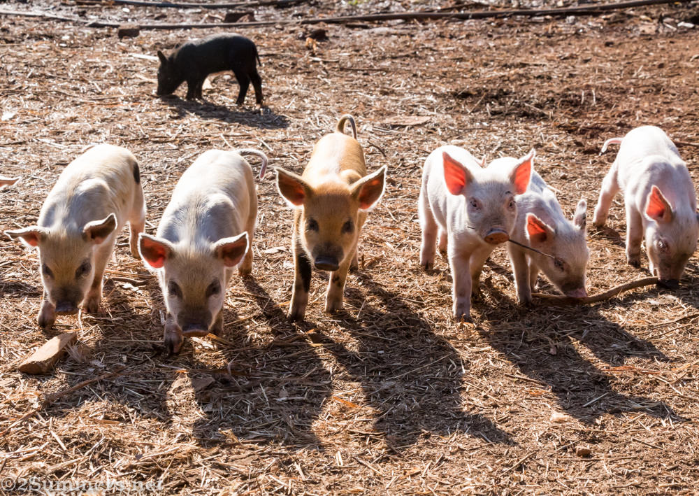 Piglets piglets piglets