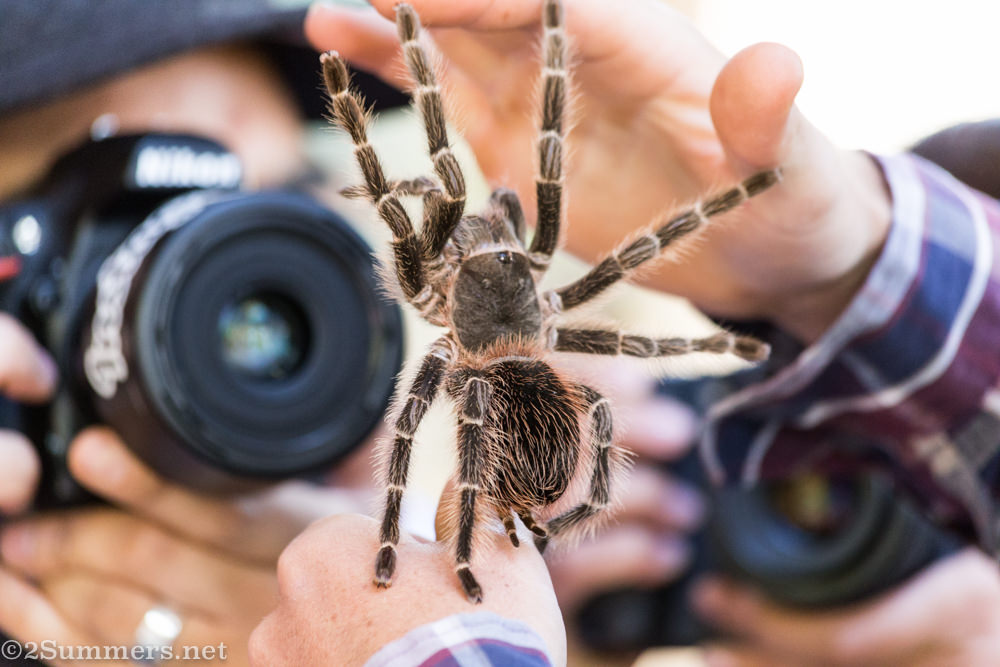 Lassie the tarantula