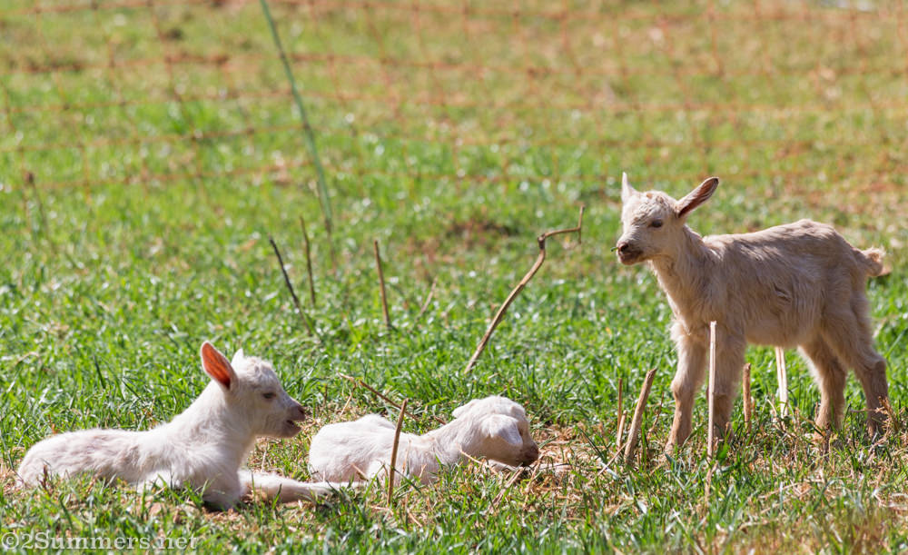 Baby goats at Wegraakbosch