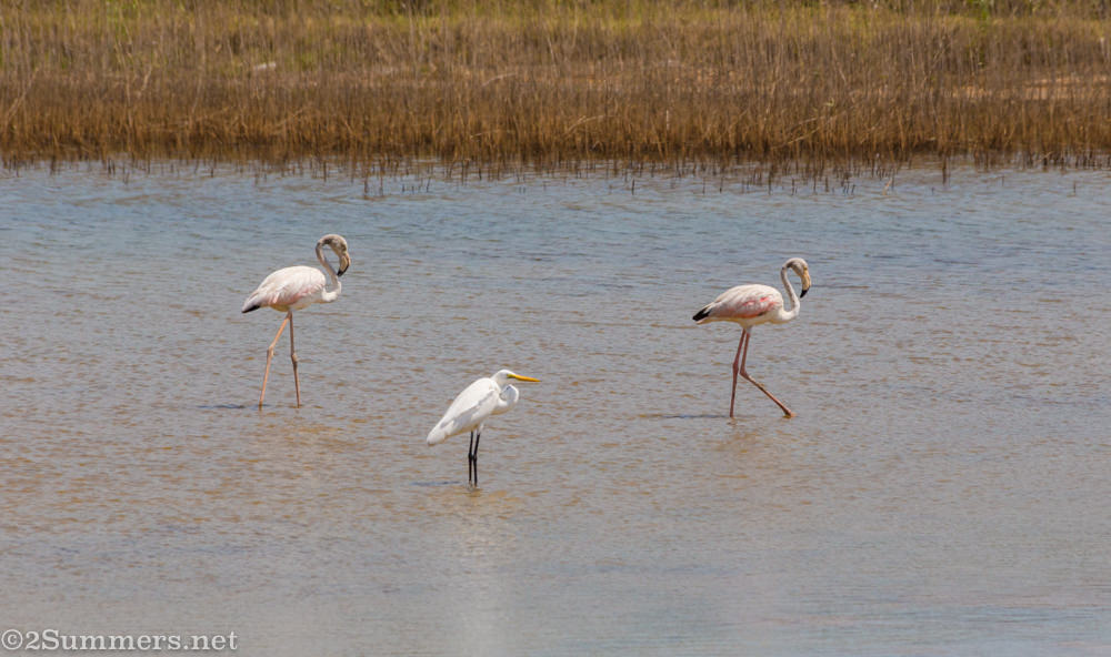 Flamingos and heron on Benguerra