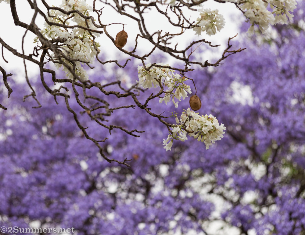 White jacarandas on purple