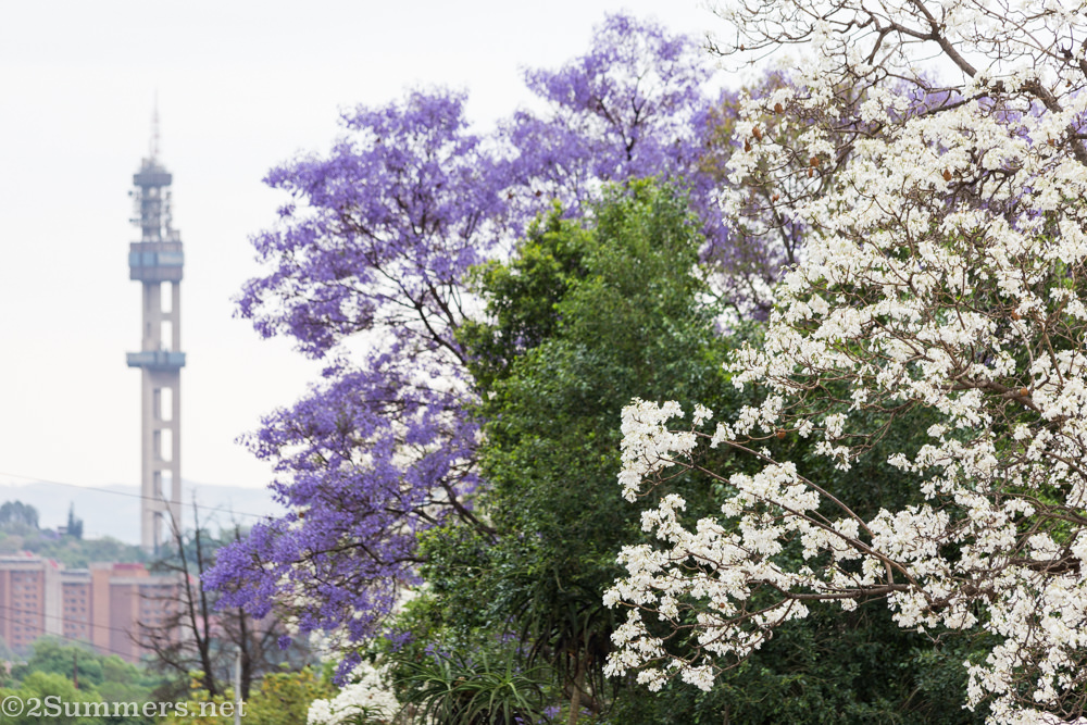 White and purple jacarandas with Pretoria Telkom Tower