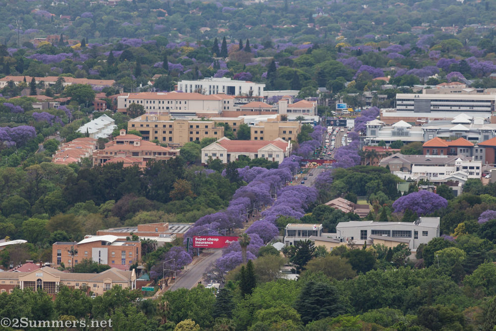 Purple-jacaranda-lined street