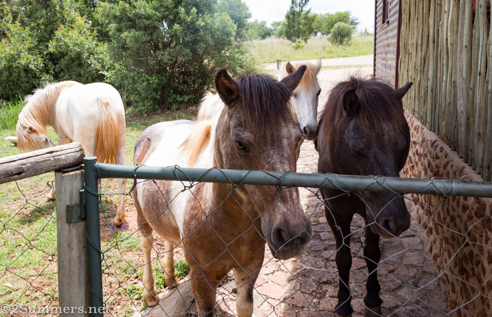 Ponies at the gate