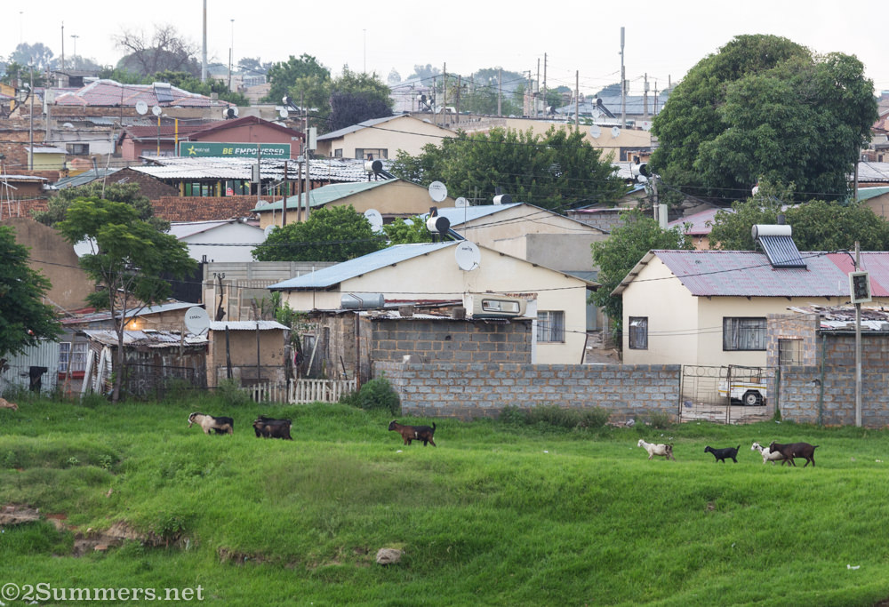 Banks of the Jukskei in Alex