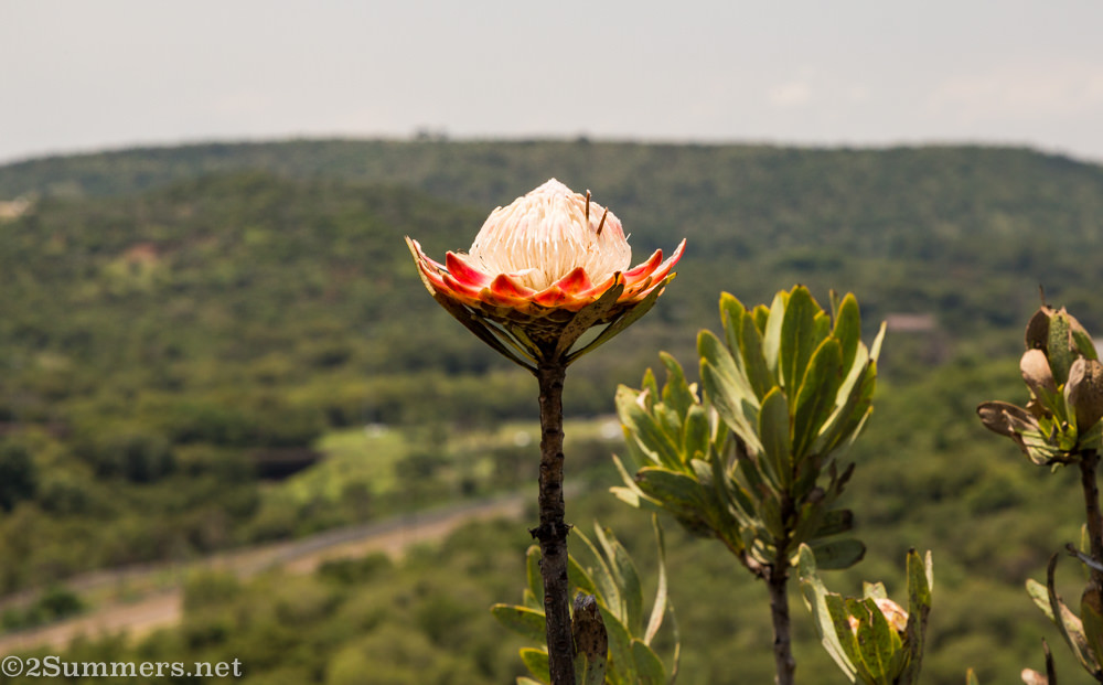 Protea in Freedom Park
