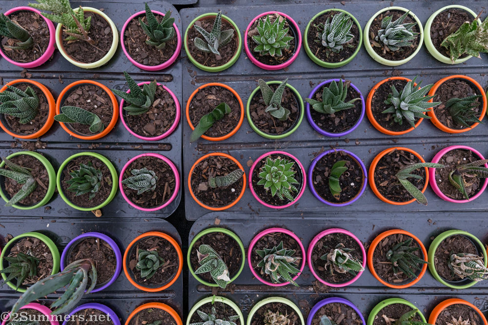 Succulents at Multiflora