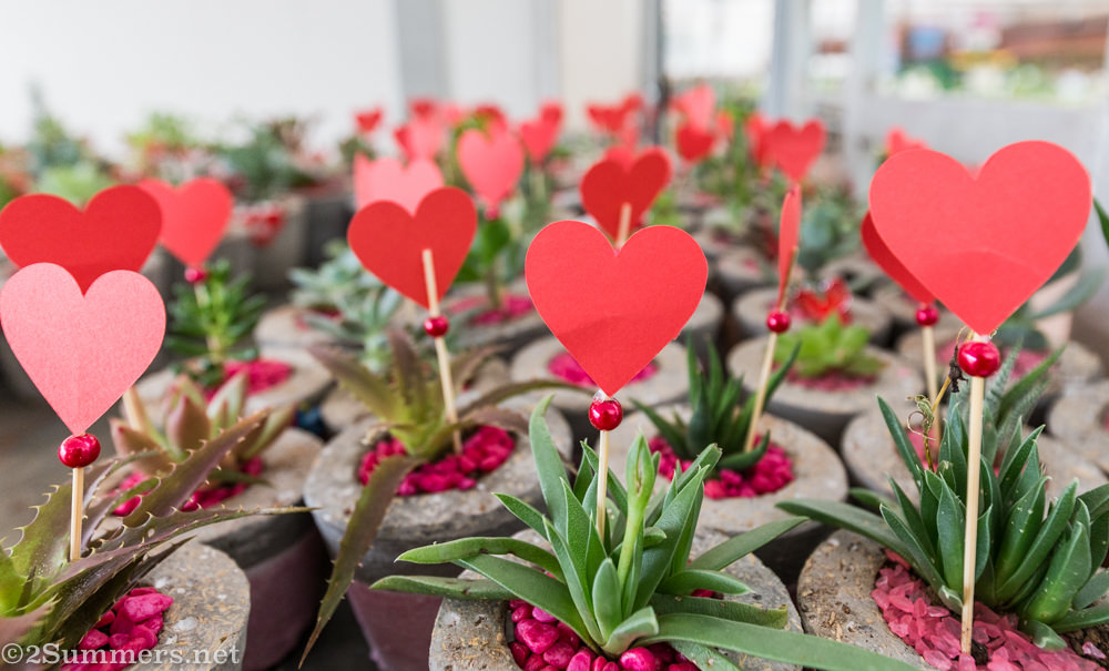 Valentine plants