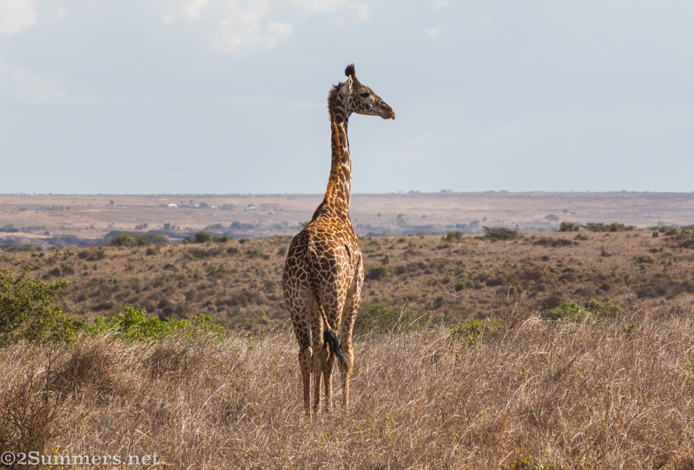 Giraffe in Nairobi National Park