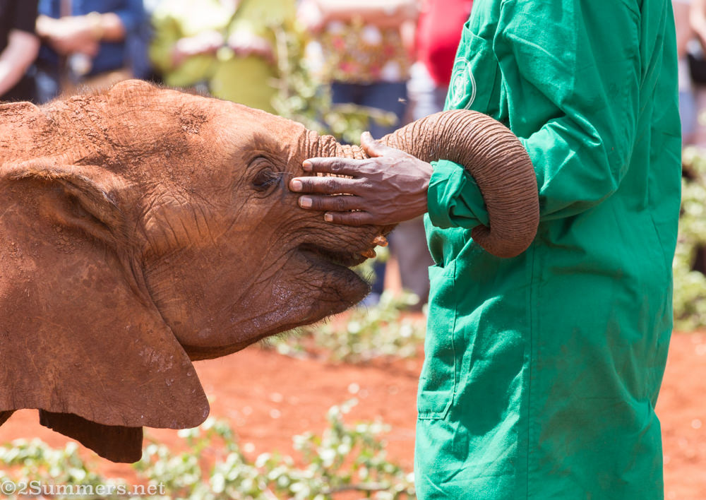 Elephant orphan with caretaker at DSWT, Karen