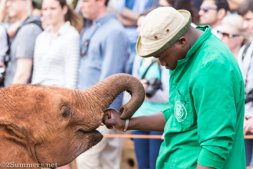 Elephant calf eats from keeper