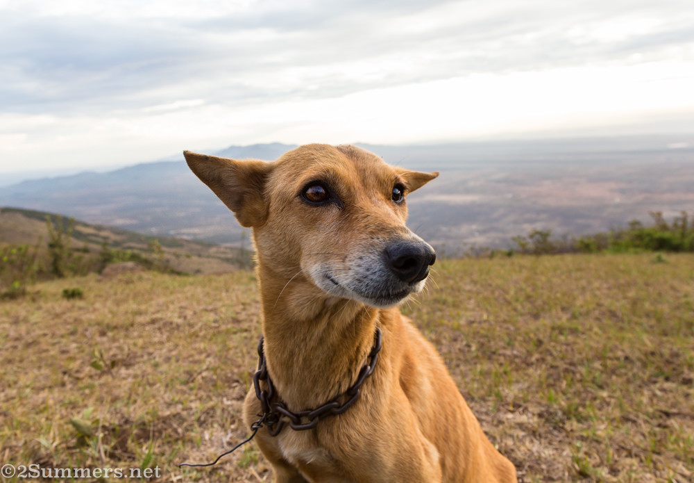 Dog on Ngong Hills