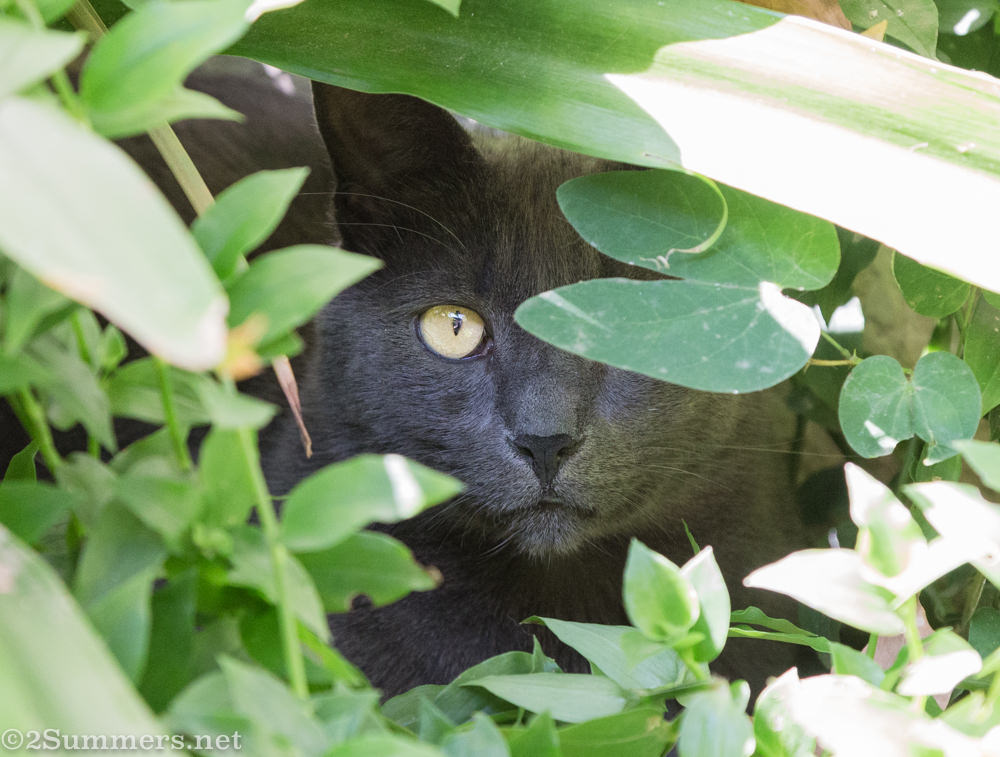The Melville Cat in the bushes