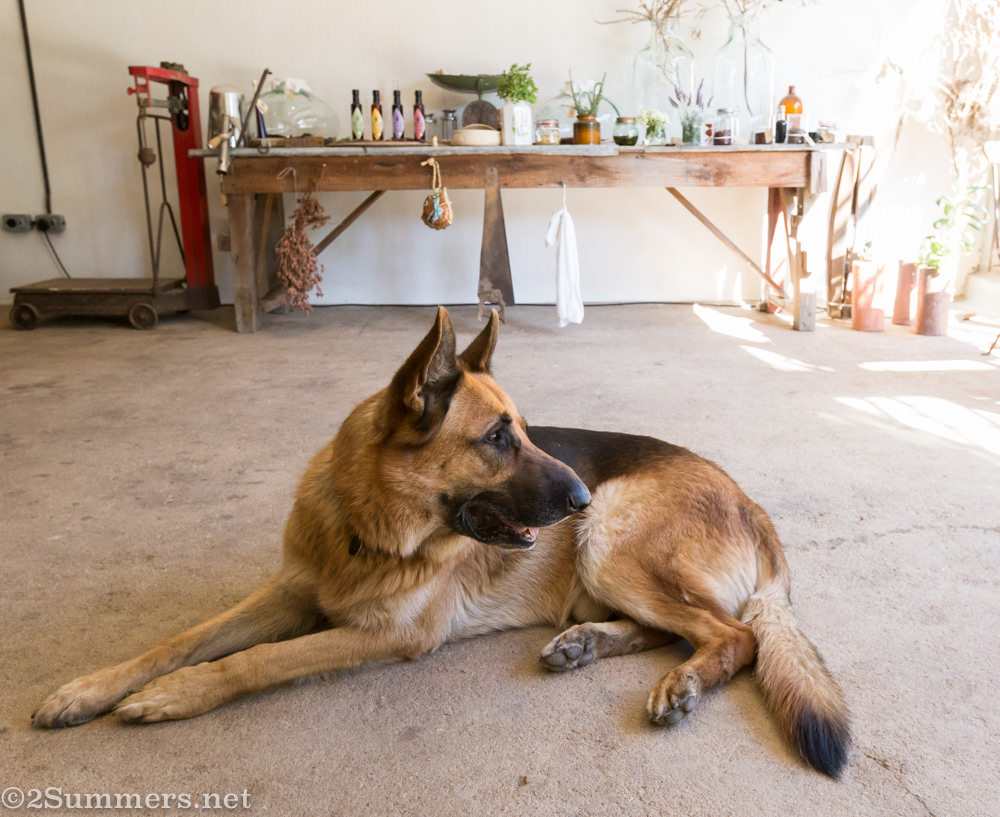 Jasper the dog at Rozendal