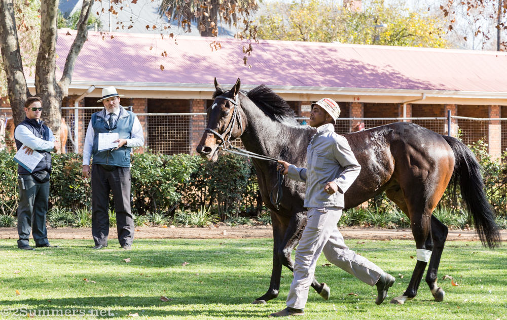 Staging area for horses at Turffontein