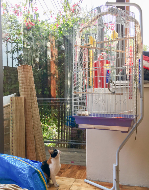 Abby the Tiger watching birds