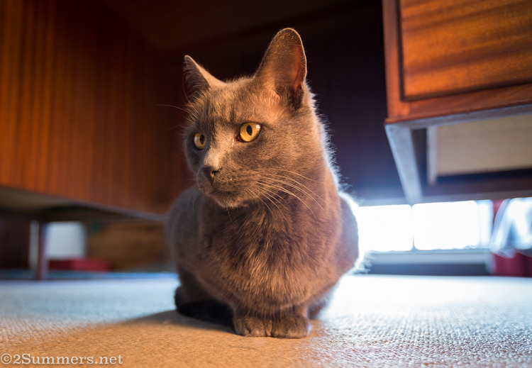 Melville Cat under my desk