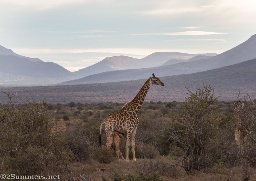 Giraffe nursing
