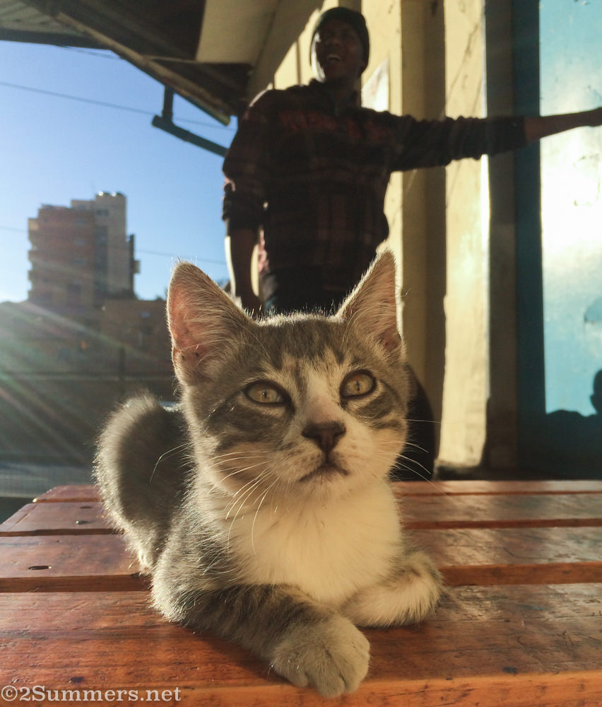 Nippy the Hillbrow kitten