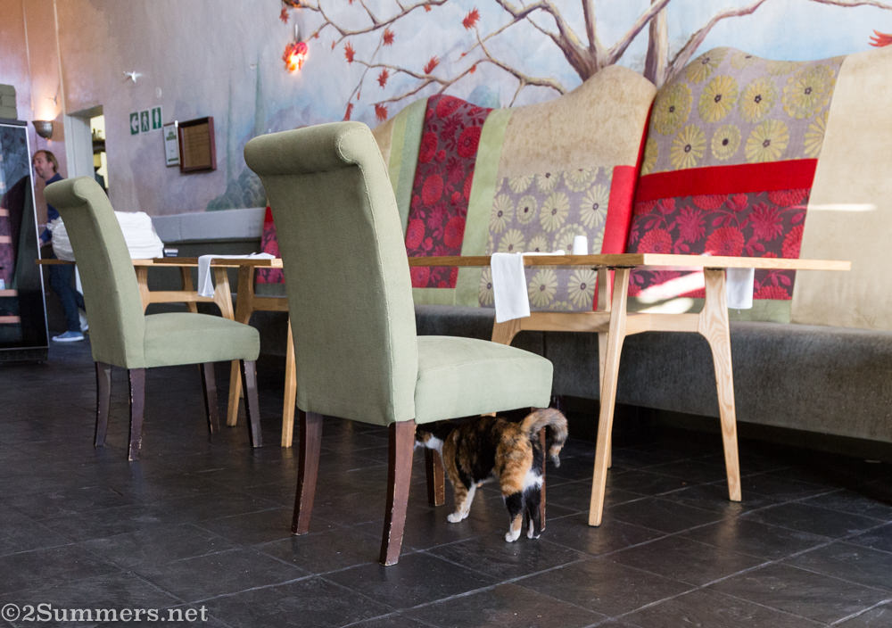 Abby in the Lucky Bean