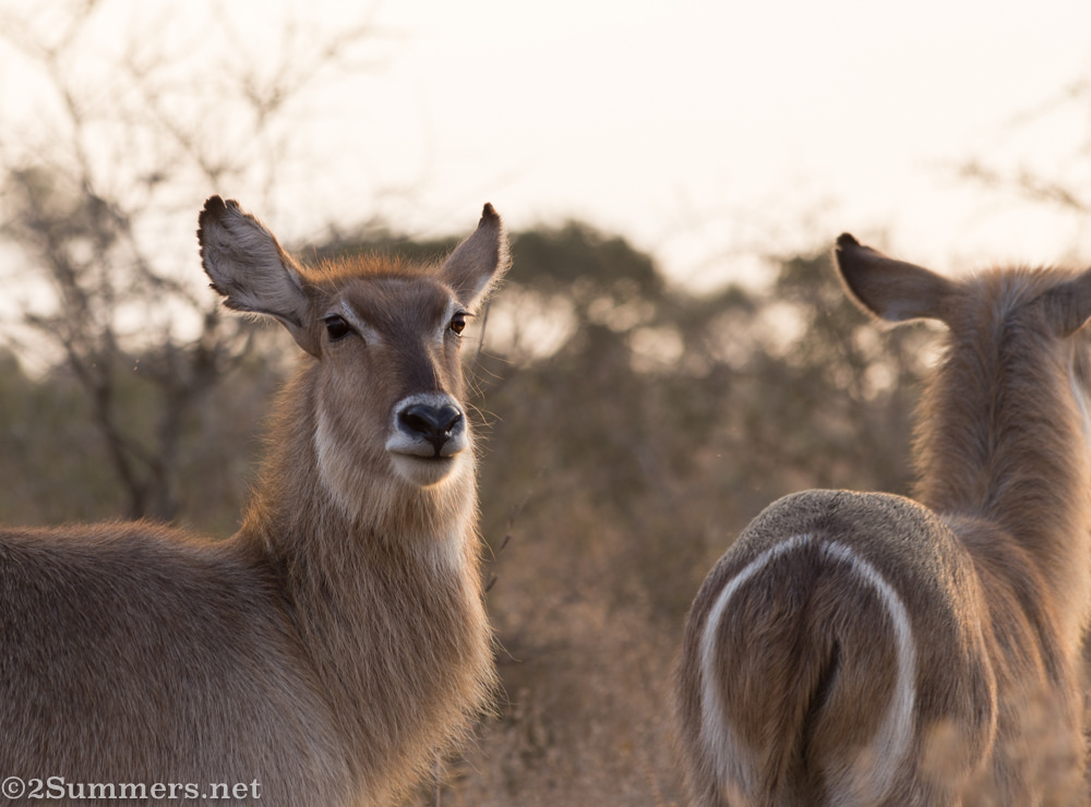 Waterbuck in Kruger