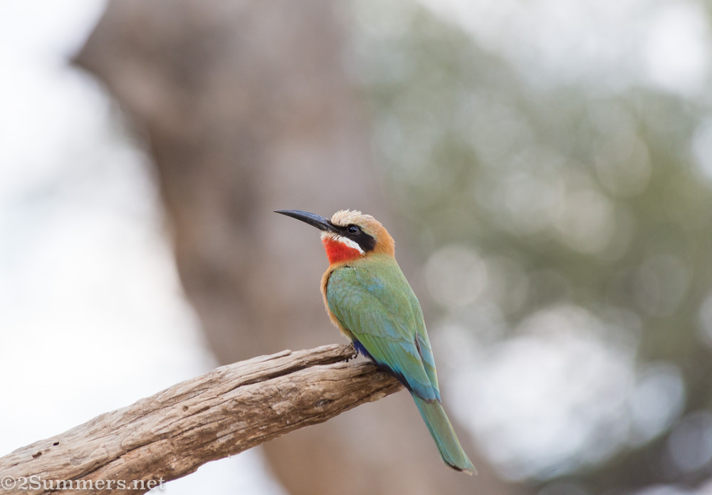White-fronted bea-eater