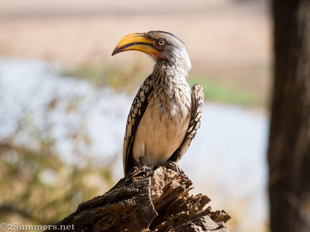 Yellow-billed hornbill - birds of the Kruger