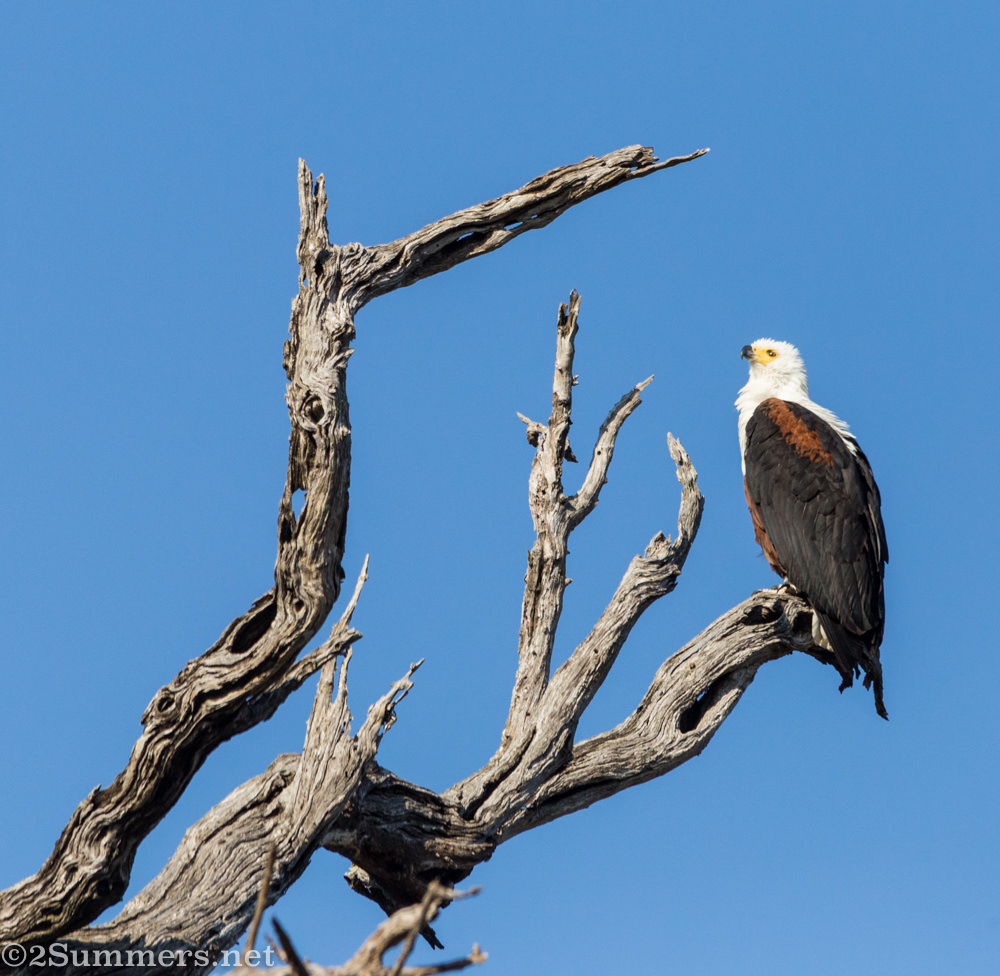 African fish eagle