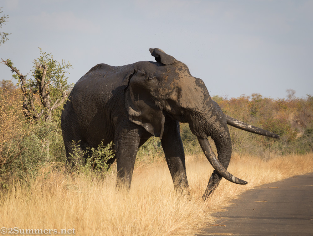 Elephant shaking his head