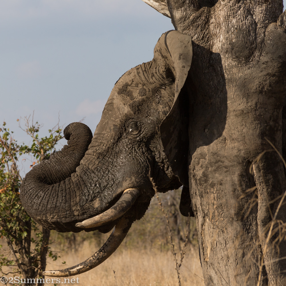 Elephant head and tree trunk