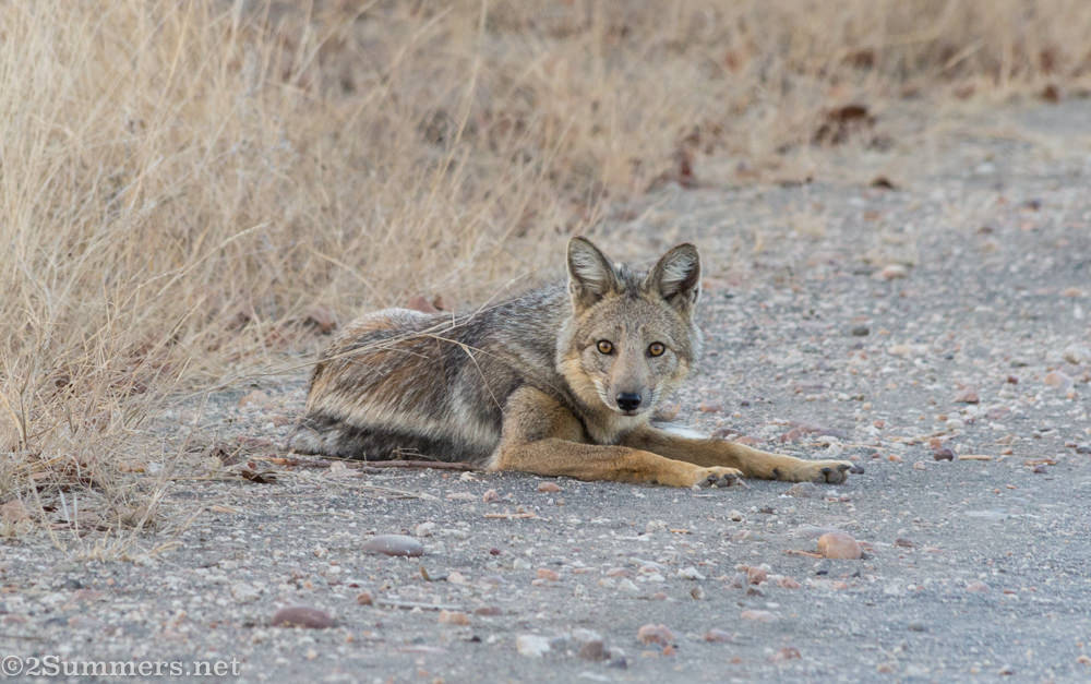 First shot of a side-striped jackal