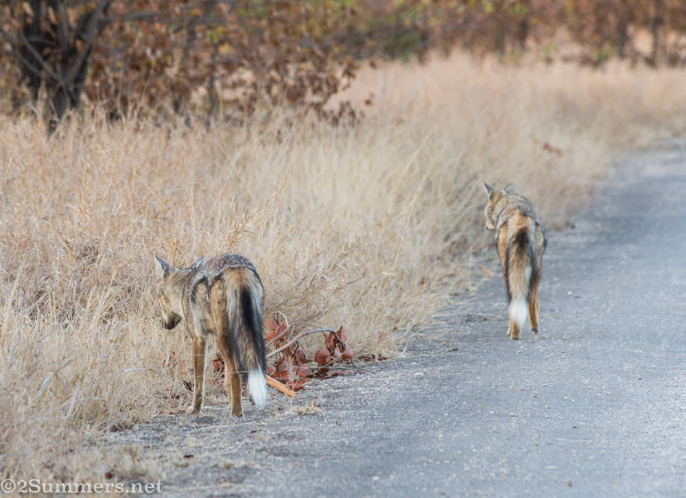 Two side-striped jackals