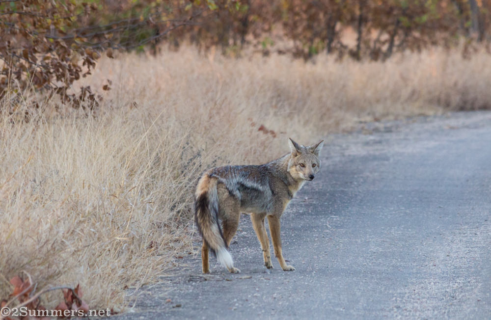 Side-striped jackal waiting