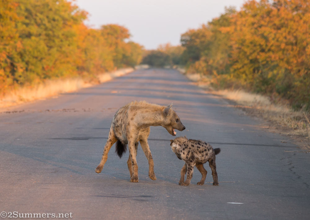 Hyenas playing